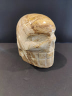 Petrified Wood Skull Sculpture - New Age Realms