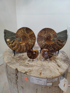 Polished Ammonite Fossil Half - New Age Realms