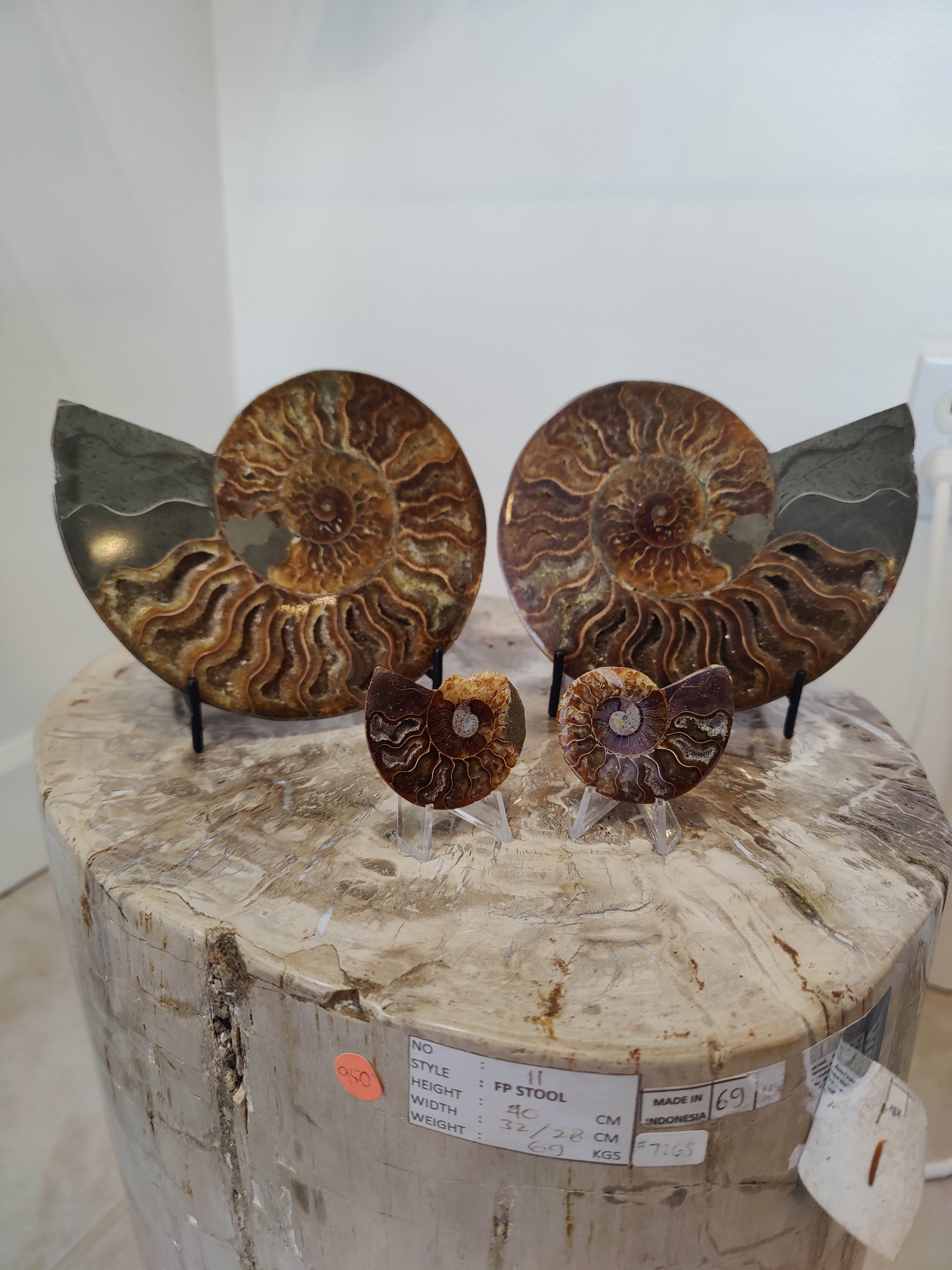 Polished Ammonite Fossil Half - New Age Realms