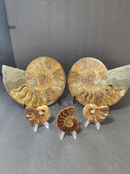 Polished Ammonite Fossil Half - New Age Realms