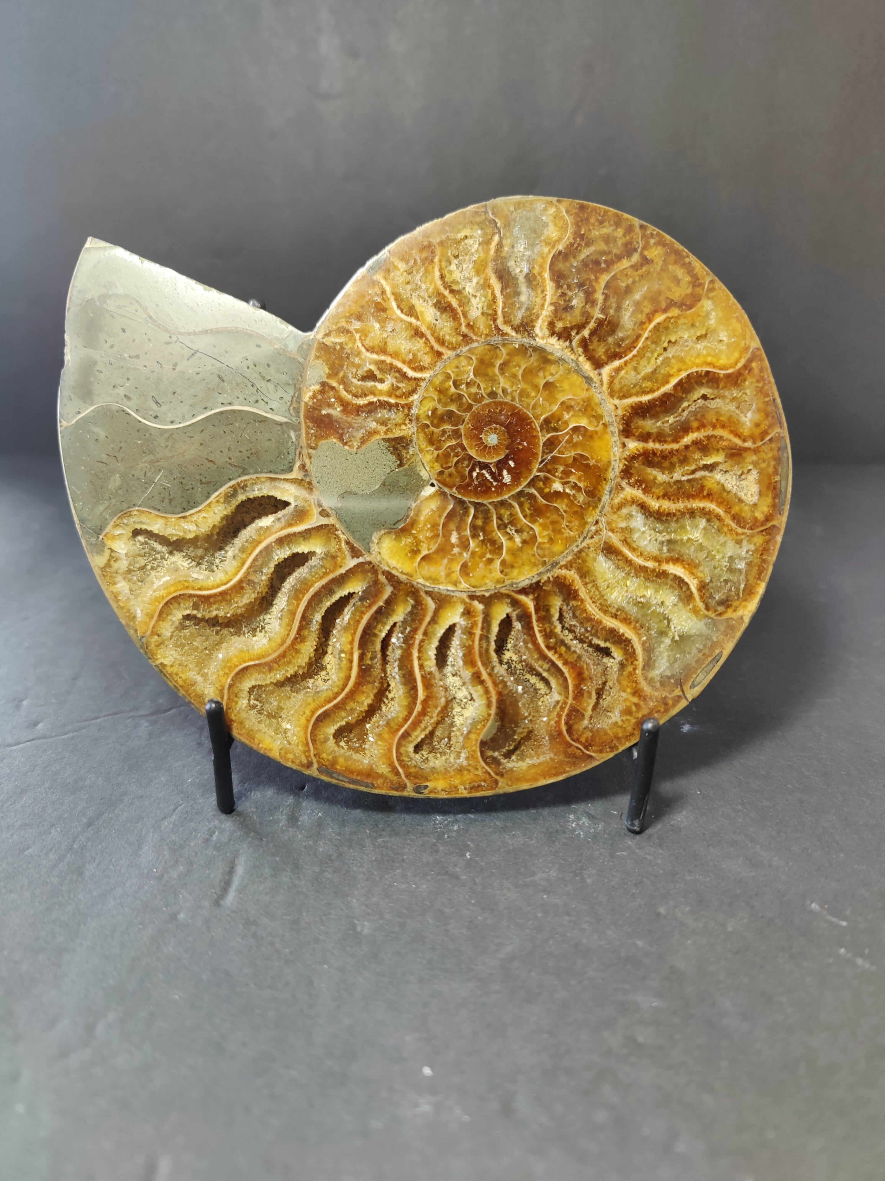 Polished Ammonite Fossil Half - New Age Realms