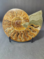 Polished Ammonite Fossil Half - New Age Realms