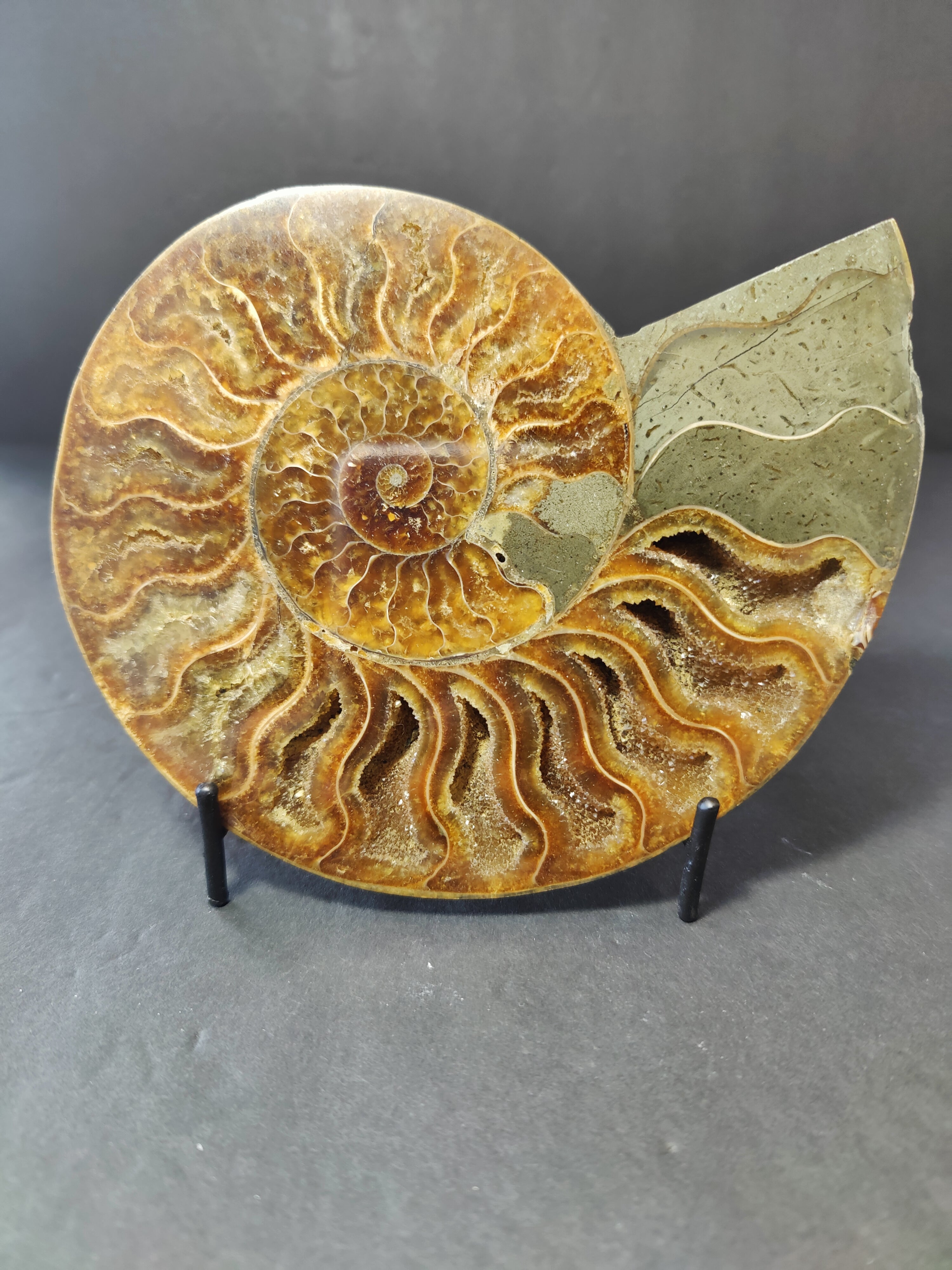 Polished Ammonite Fossil Half - New Age Realms