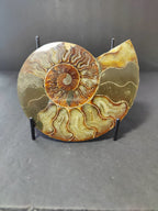 Polished Ammonite Fossil Half - New Age Realms