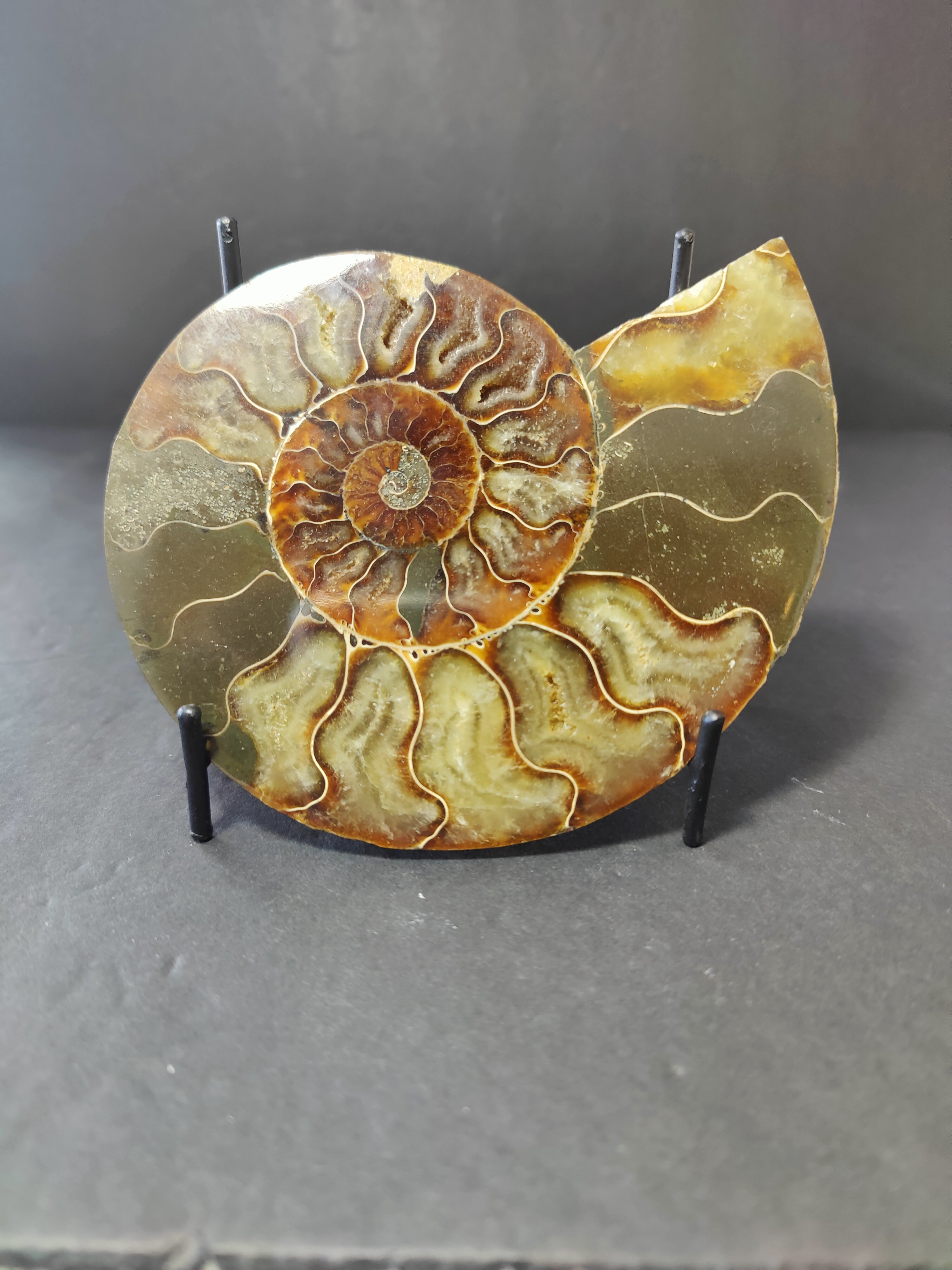 Polished Ammonite Fossil Half - New Age Realms