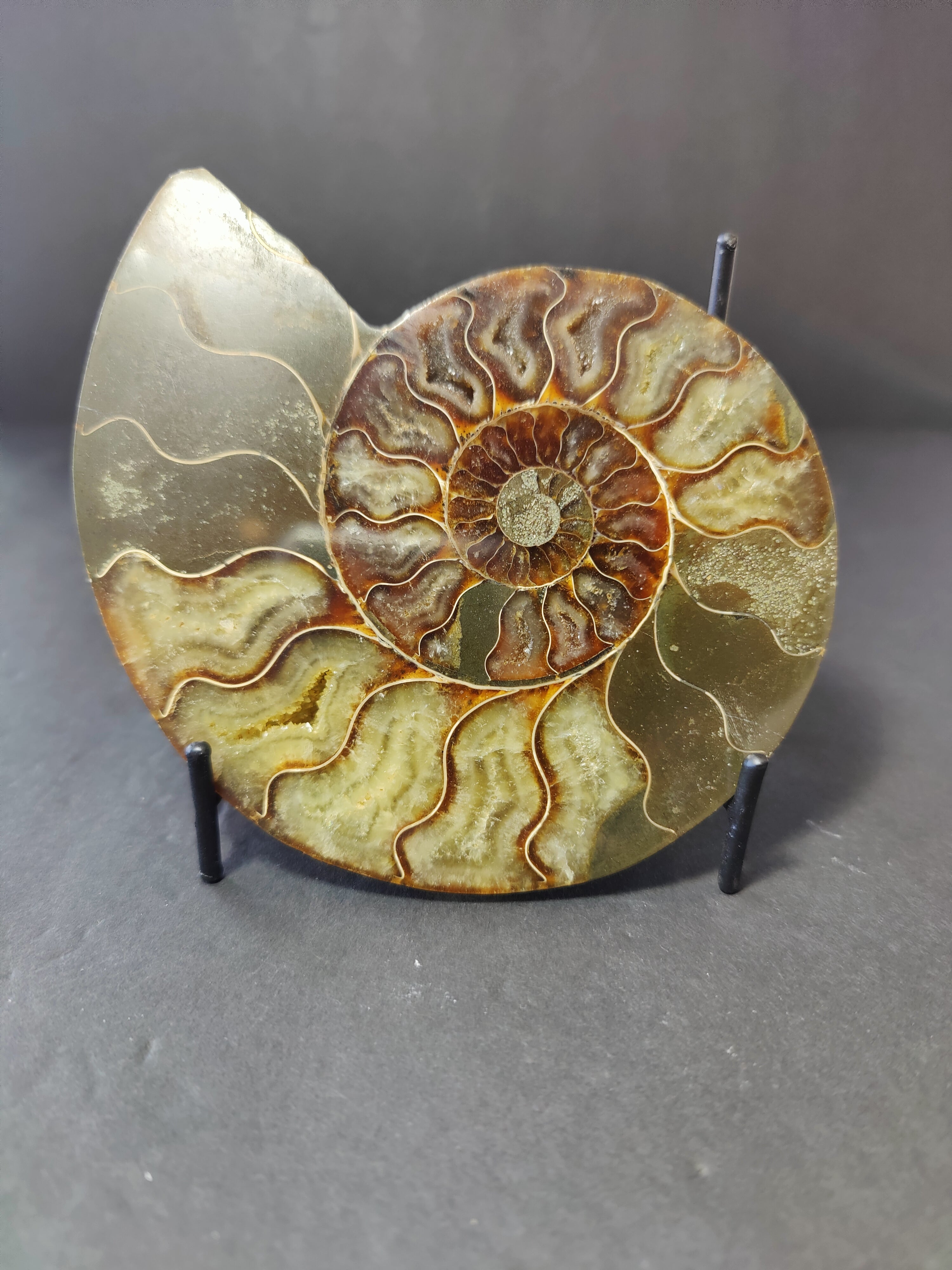 Polished Ammonite Fossil Half - New Age Realms