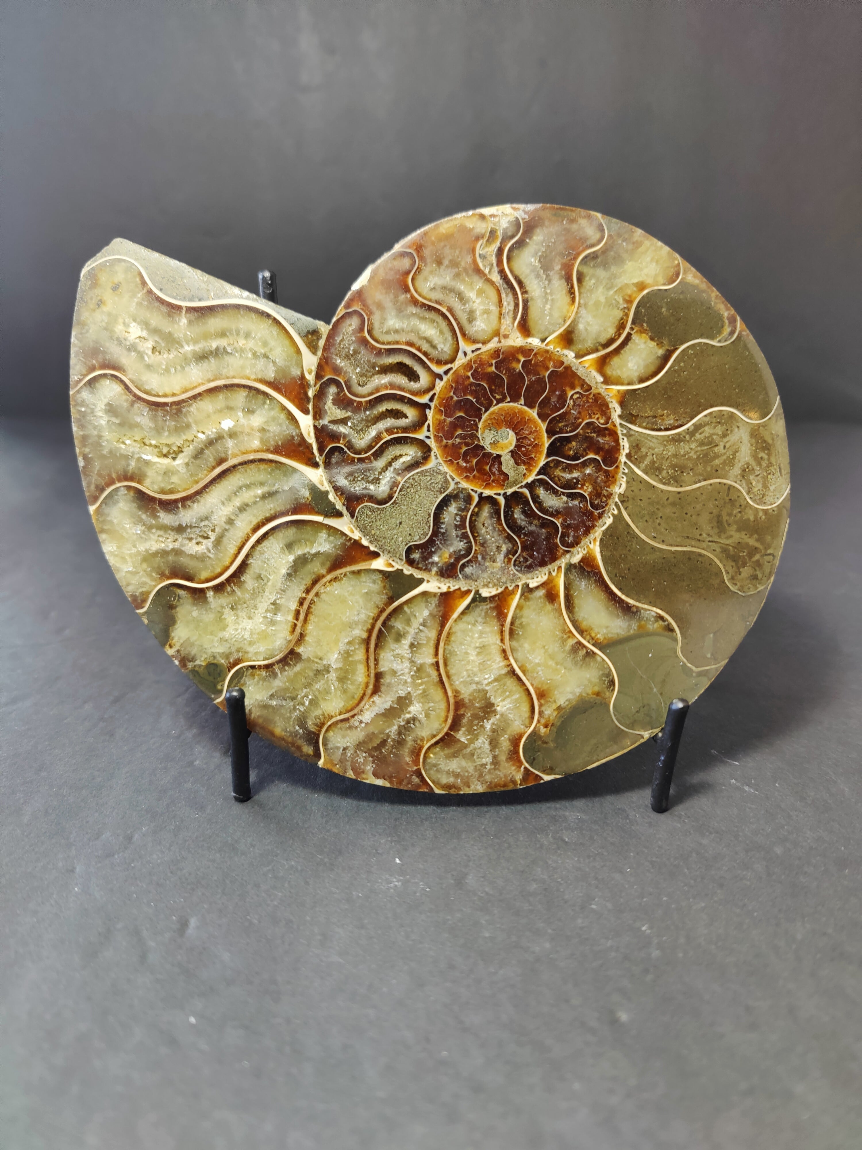 Polished Ammonite Fossil Half - New Age Realms