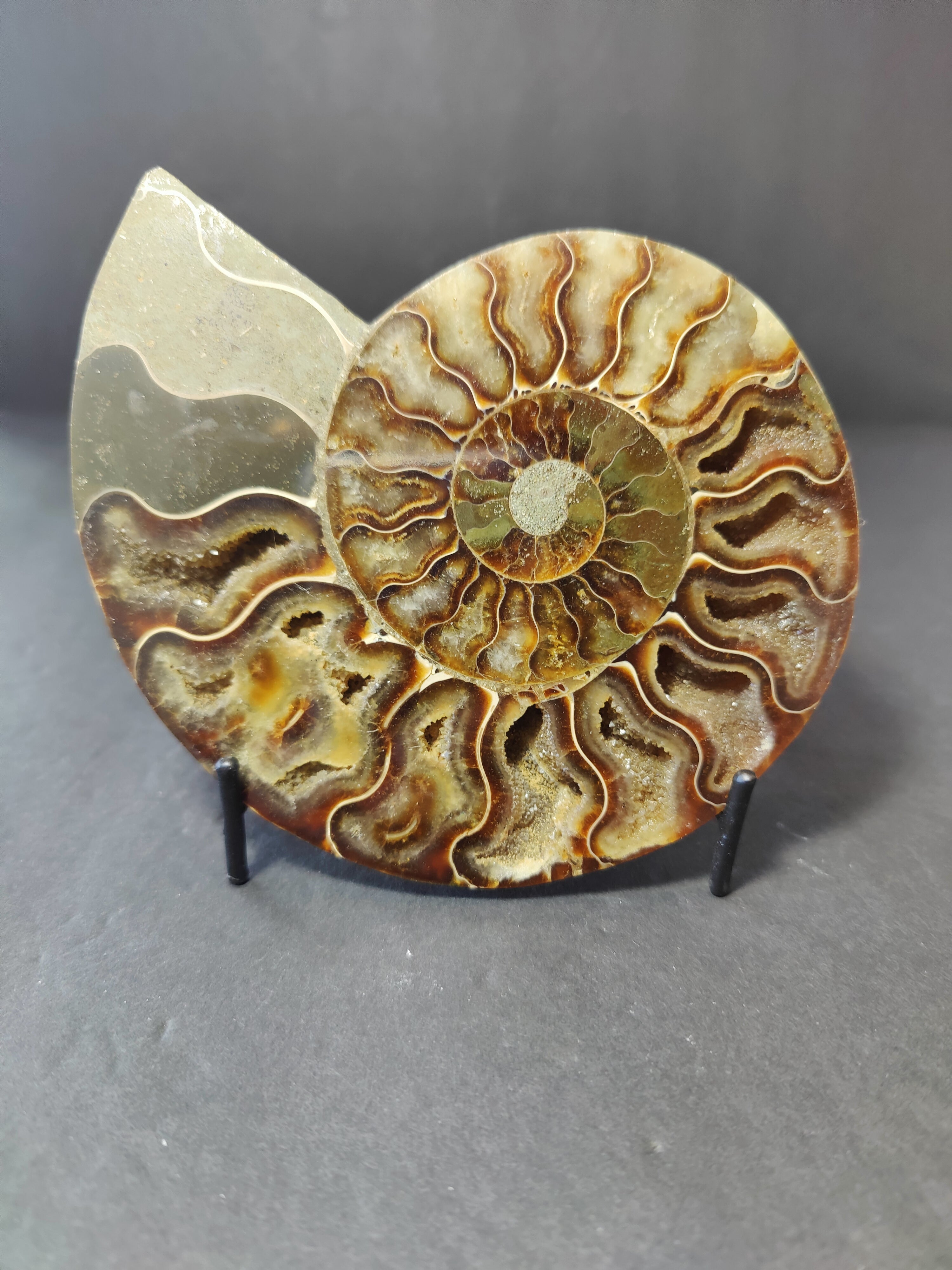 Polished Ammonite Fossil Half - New Age Realms