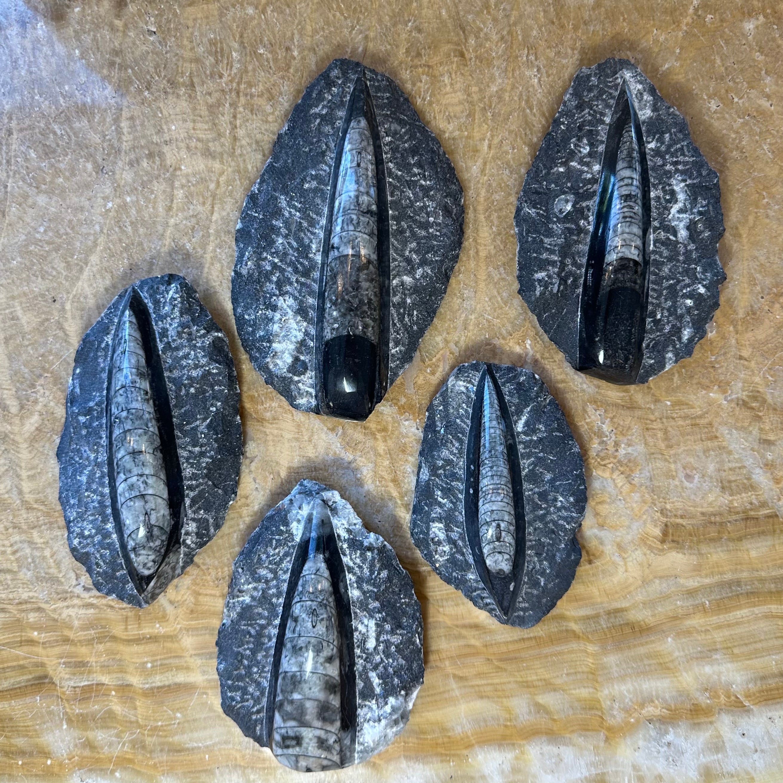 Orthoceras Fossil in Black Limestone - New Age Realms
