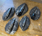 Orthoceras Fossil in Black Limestone - New Age Realms