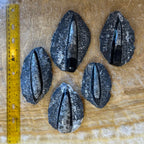 Orthoceras Fossil in Black Limestone - New Age Realms