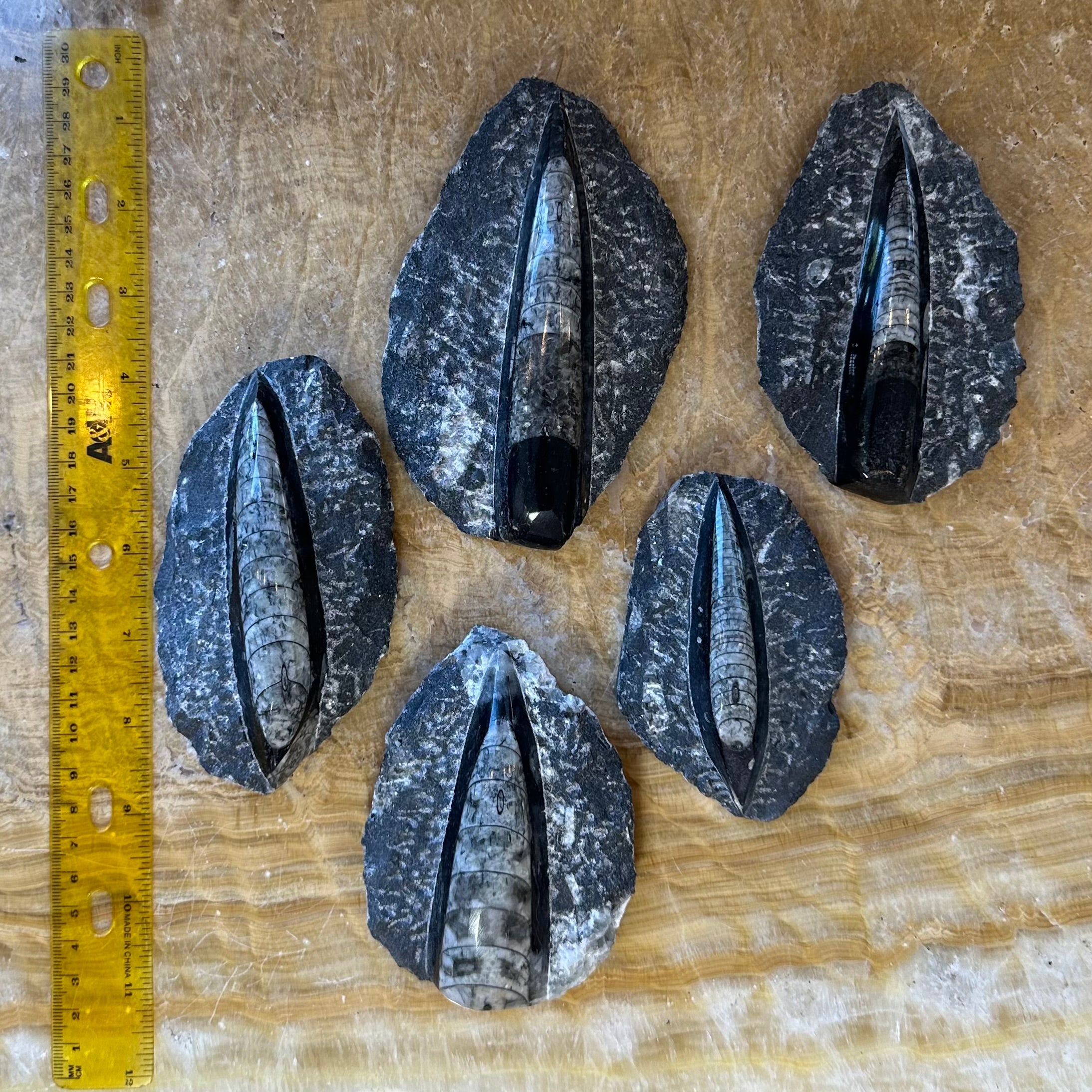 Orthoceras Fossil in Black Limestone - New Age Realms