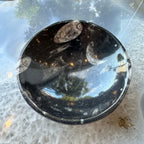 Orthoceras Fossils in Black Limestone Bowl from Atlas Mountains, Morocco - New Age Realms