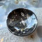 Orthoceras Fossils in Black Limestone Bowl from Atlas Mountains, Morocco - New Age Realms