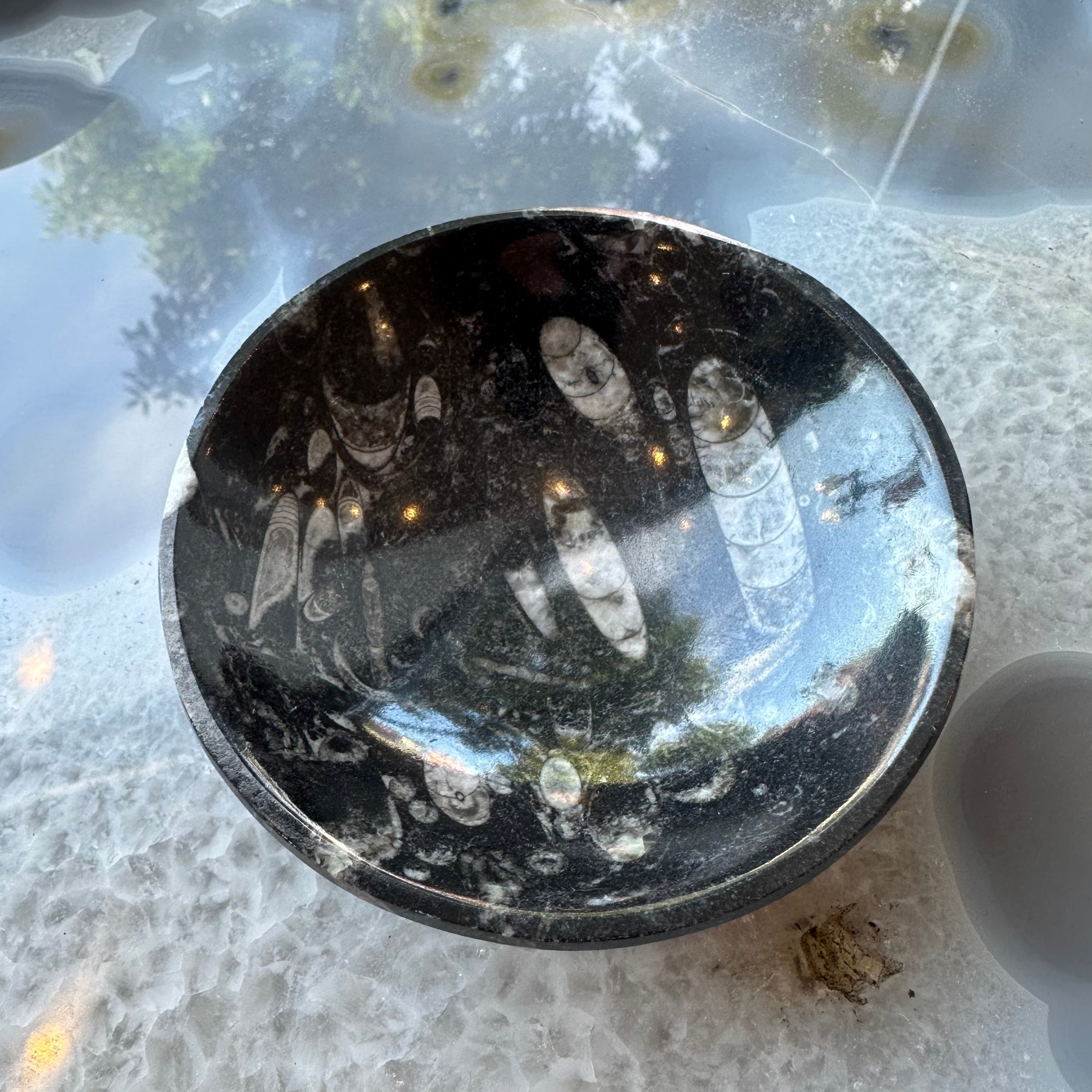 Orthoceras Fossils in Black Limestone Bowl from Atlas Mountains, Morocco - New Age Realms