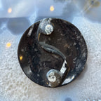 Goniatite & Orthoceras Fossils in Black Limestone Polished Yin-Yang Plate from Morocco - New Age Realms