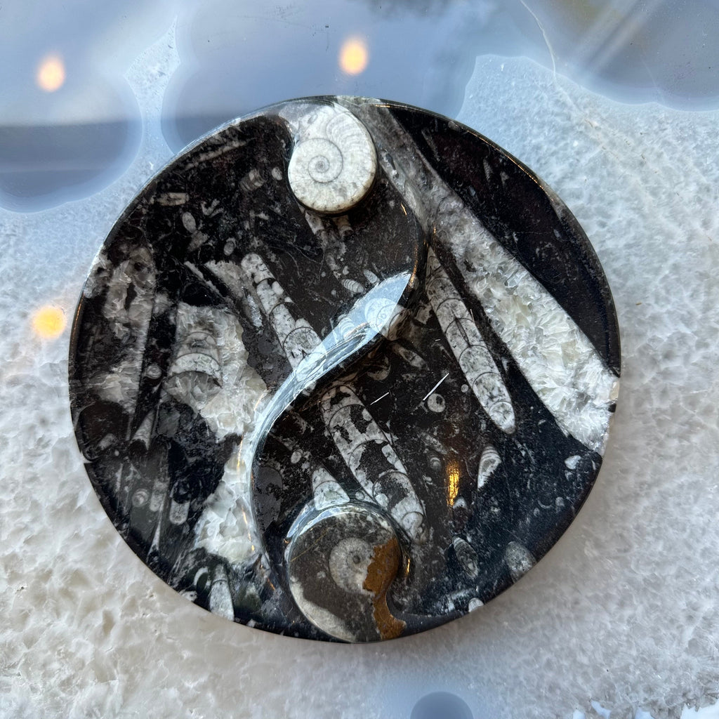Goniatite & Orthoceras Fossils in Black Limestone Polished Yin-Yang Plate from Morocco - New Age Realms