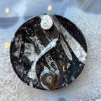 Goniatite & Orthoceras Fossils in Black Limestone Polished Yin-Yang Plate from Morocco - New Age Realms
