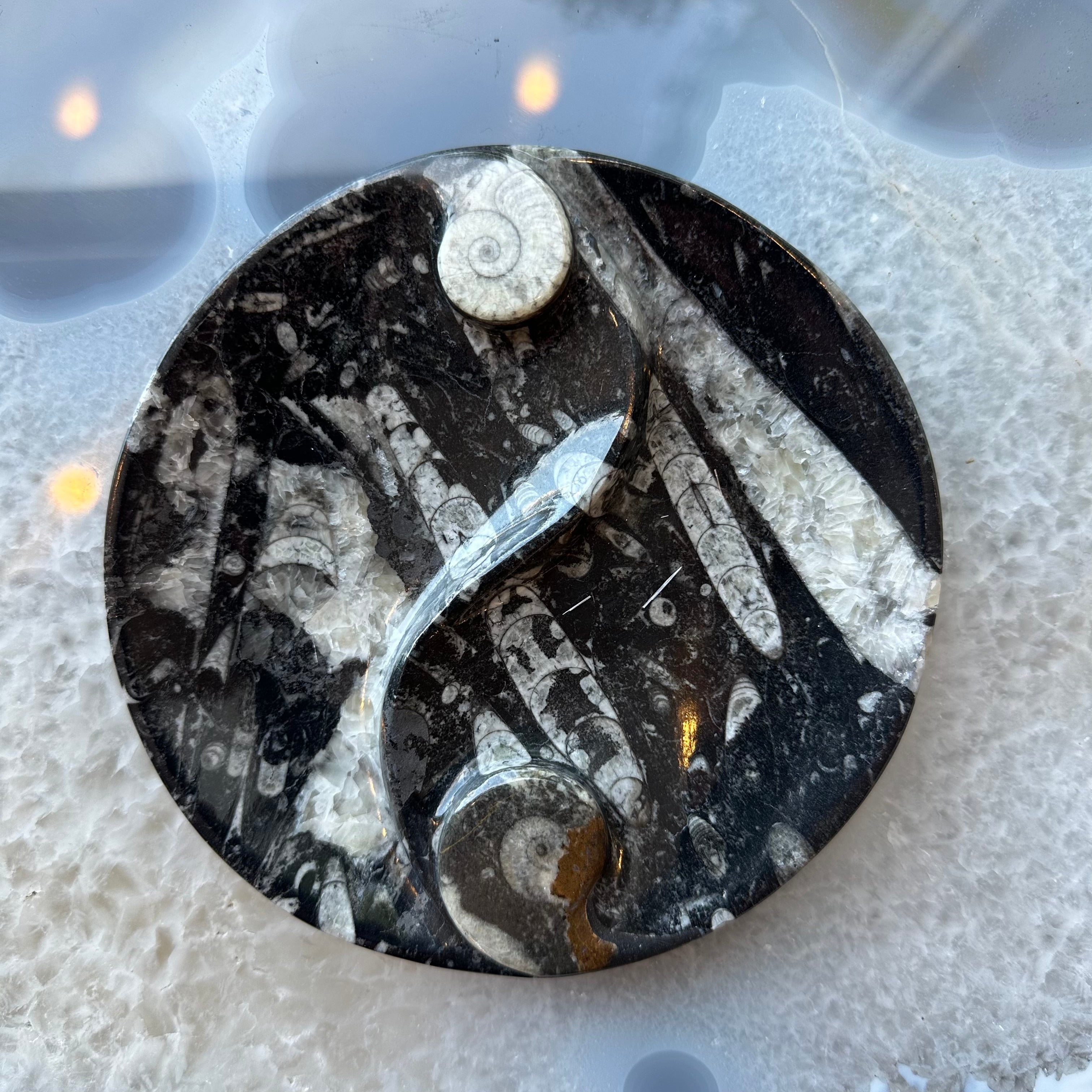 Goniatite & Orthoceras Fossils in Black Limestone Polished Yin-Yang Plate from Morocco - New Age Realms