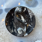 Goniatite & Orthoceras Fossils in Black Limestone Polished Yin-Yang Plate from Morocco - New Age Realms