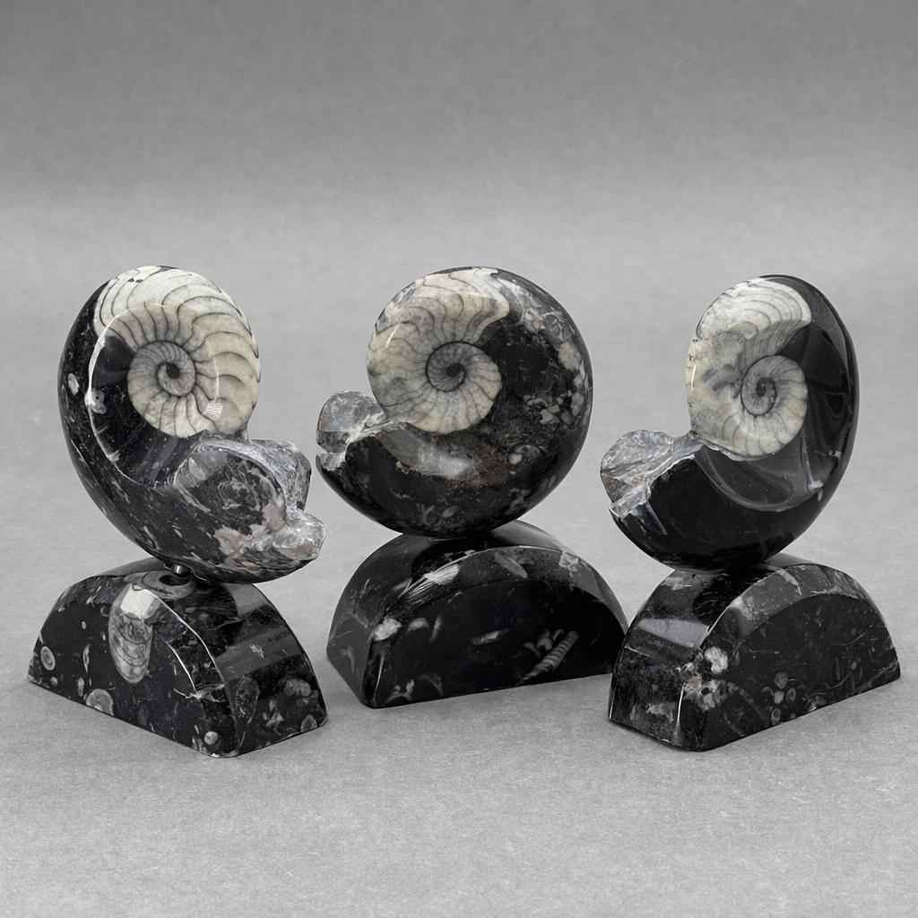 Ammonite with Orthoceras stand (1 Piece) 4 to 5 inches Crystal Gemstone Home Decor